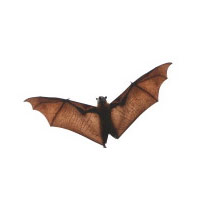 Bat Removal and Bat Proofing