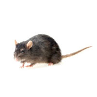 Rat, Mice and Rodent Removal