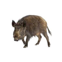 Wild Boar & Wild Hog Removal
