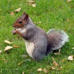 Gray Squirrel