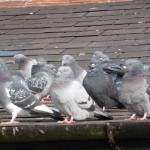 Pigeons on Roof : Pigeon Removal