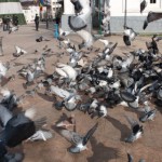 Pigeon Swarm : Pigeon Trapping
