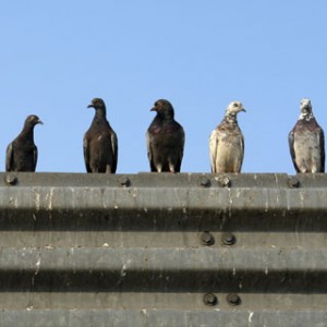 Dirty Pigeons