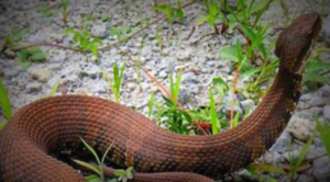 Jacksonville Snakes