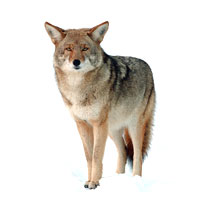 Coyote Removal Services