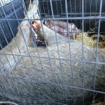 Hog Trapped