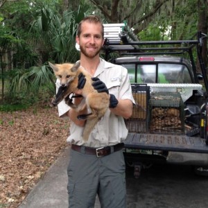 Fox Removal by Fox Catcher