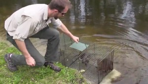 Nutria Trapping Professional