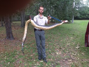 Huge Moccasin Snake Removal