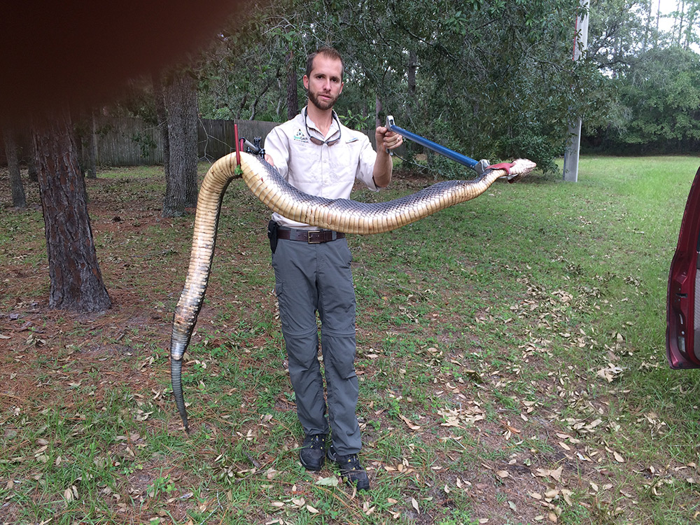 Huge Moccasin Caught in Jacksonville, Florida by Snake Removing Company
