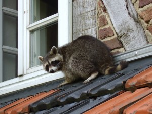 Racoons in the Attic