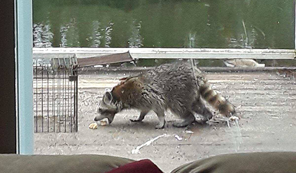 Raccoon being trapped