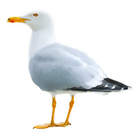 Seagull Control