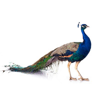 Peacock Control