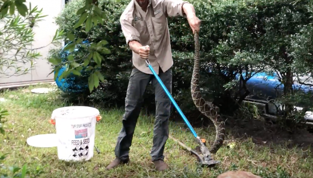 Five Foot Diamondback Rattlesnake Catcher in Orange Park, FL - Quick Catch