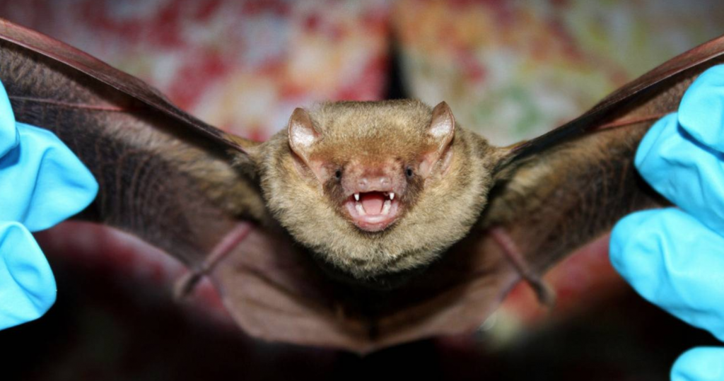 Bat Maternity Season