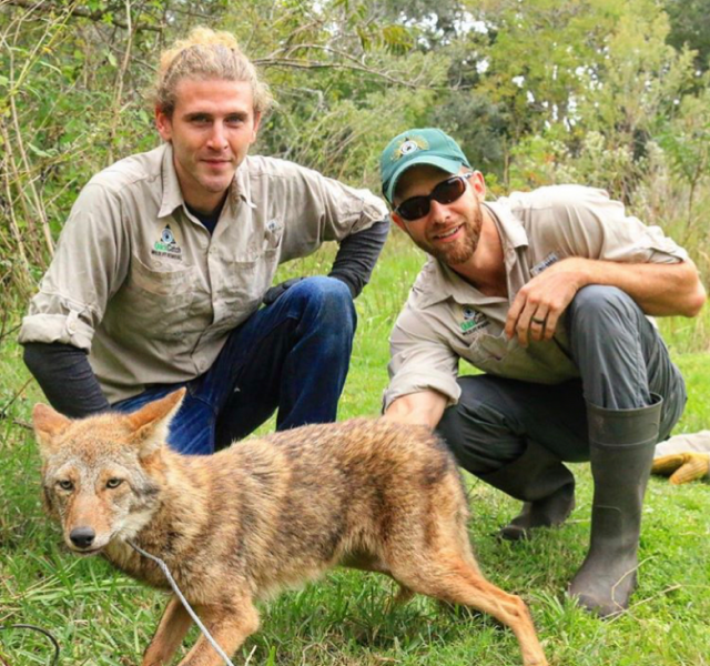 Coyote Removal, Trapping and Control - Jacksonville, FL - Coyote Services