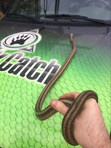 Snake Catcher Jacksonville