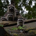 how-long-can-baby-raccoons-live-without-their-mother