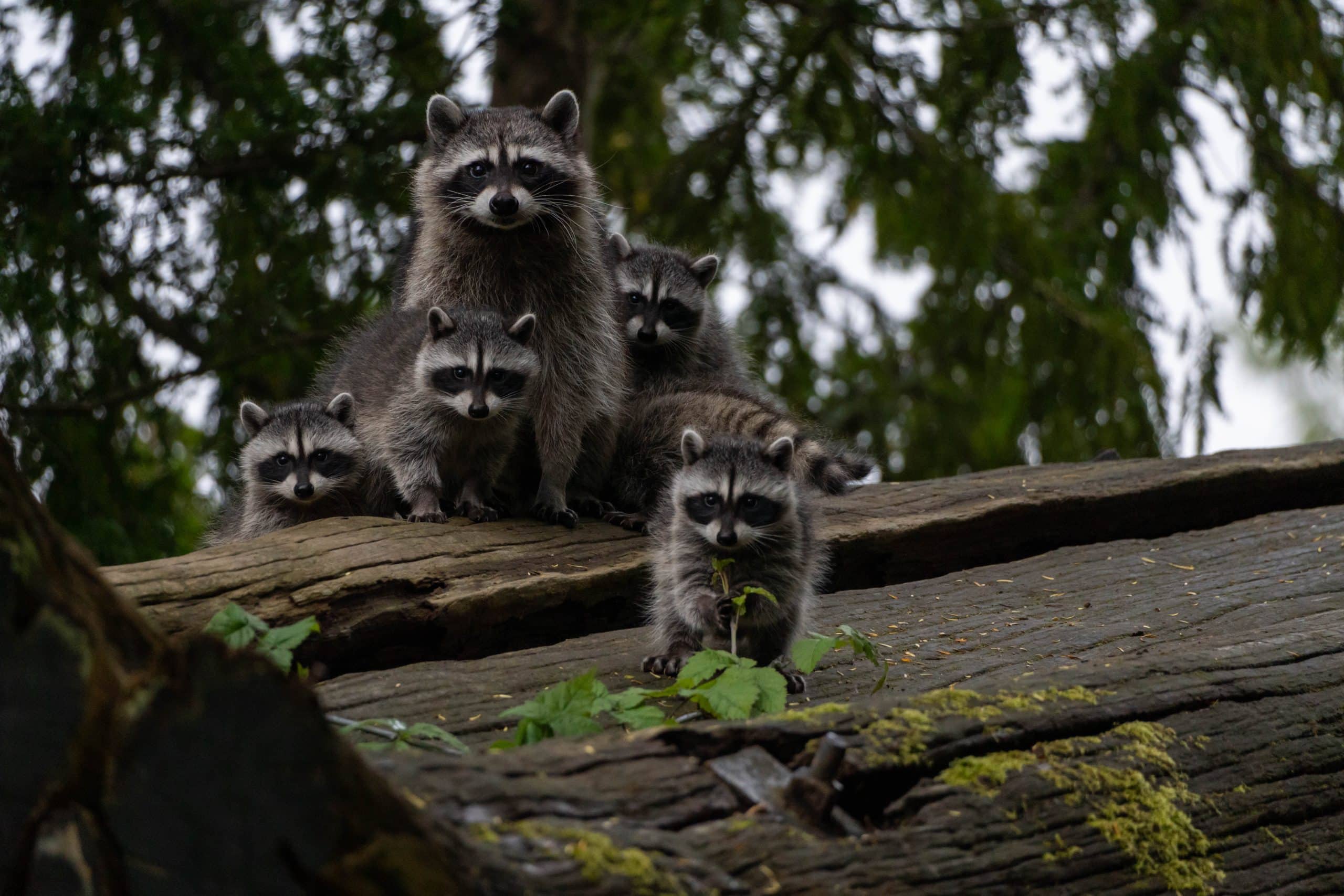 What are raccoons' babies called?