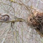 remove-squirrel-nest-from-tree