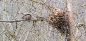 remove-squirrel-nest-from-tree
