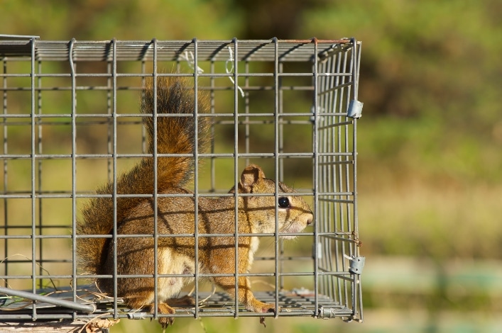 Wild grey squirrel caught and trapped in a humane trap after causing a  nuisance in a suburban garden by digging up the lawn. Squirrels are a  vermin pest. UK (127 Stock Photo 