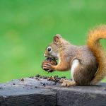squirrel removal services