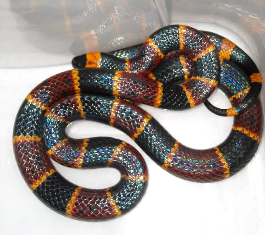 Eastern coral snake with red yellow and black bands