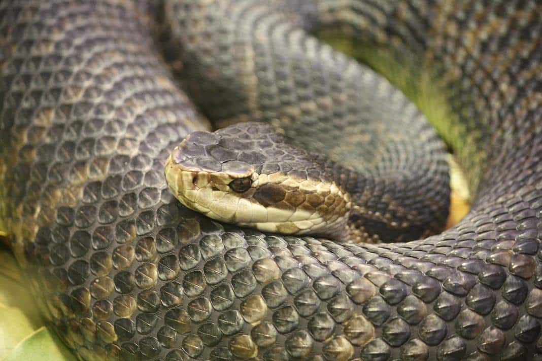 Florida cottonmouth also called a water moccasin