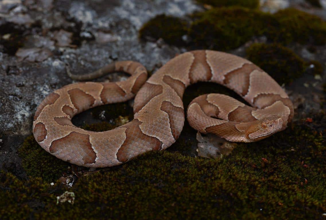 Southern copperhead snake