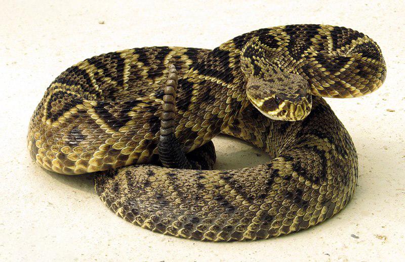 Eastern diamondback rattlesnake found in Florida