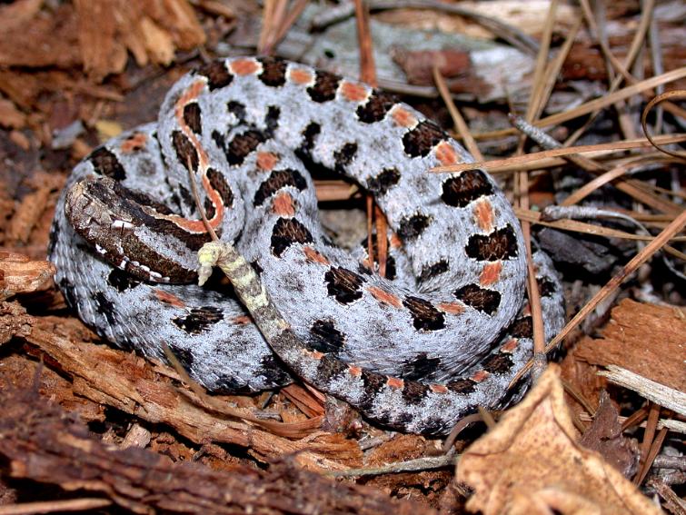 Dusky pygmy rattlesnake found in North Florida