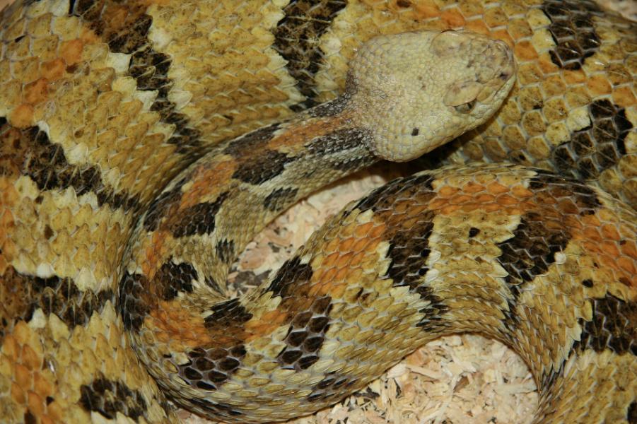 Timber rattlesnake found in North Florida