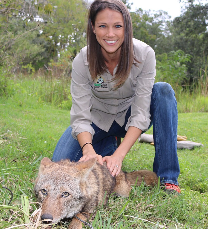 Glorianne Boyd of Quick Catch with a captured coyote