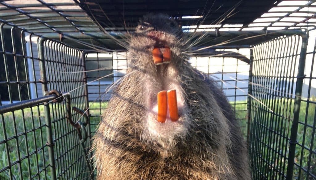 Nutria caught in a live cage trap, showing its orange front teeth