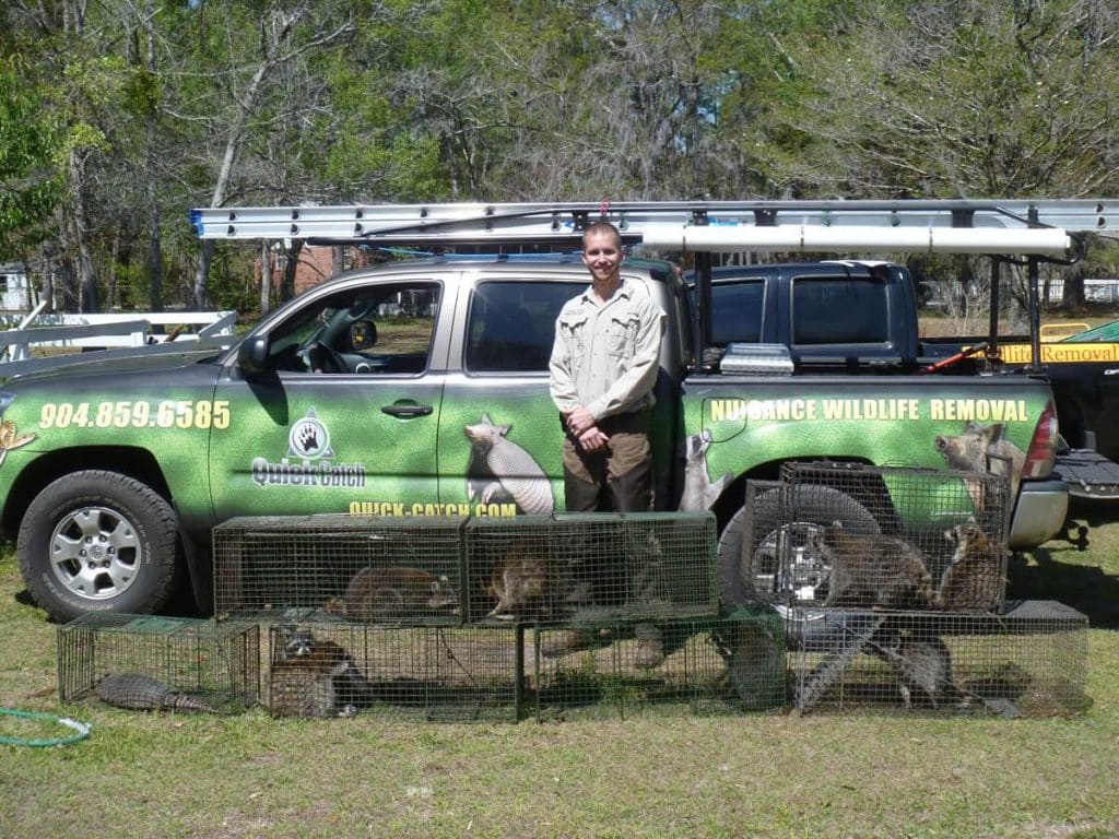 pest control jacksonville fl and wildlife removal services
