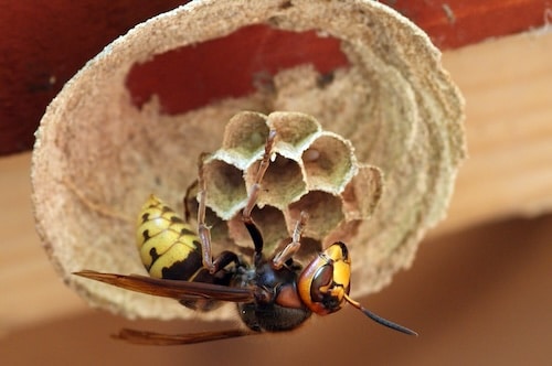 pest control services in jacksonville florida quick catch